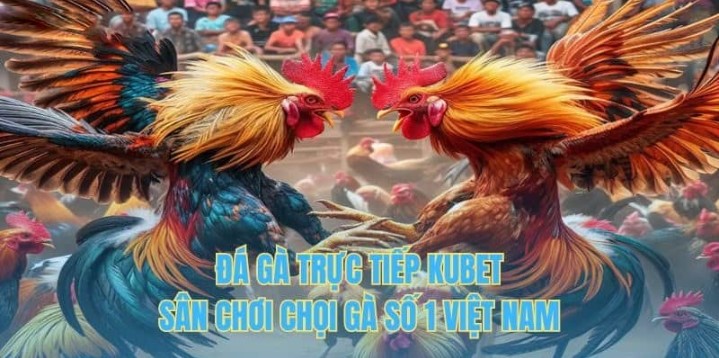 Giới thiệu về sảnh cược đá gà Kubet 